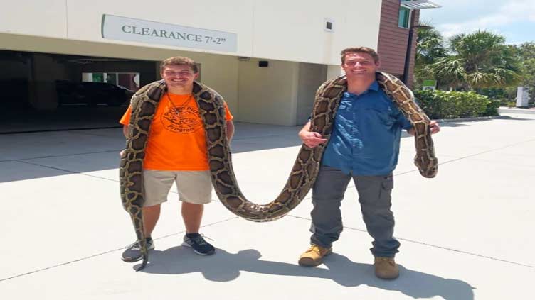 Hunters capture record 19-foot long female Burmese python in Florida