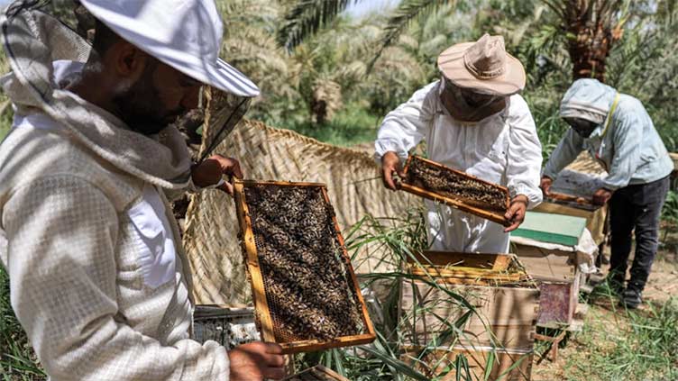 Iraq honey production at the mercy of heat and drought