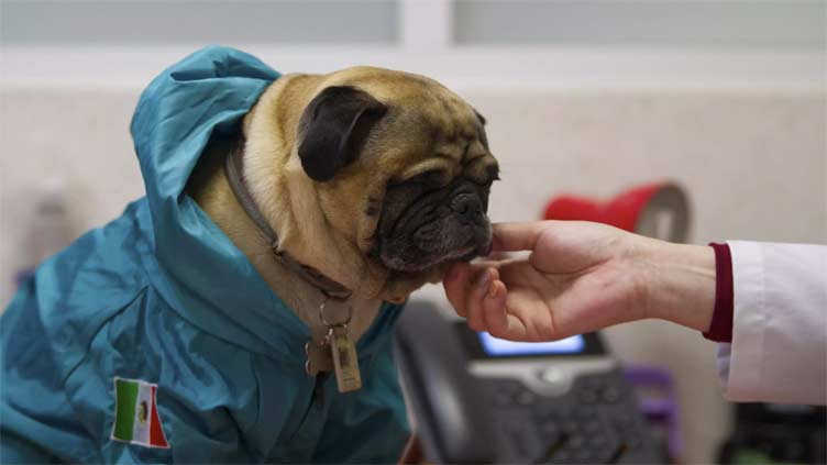 Animals become healing companions in Mexico hospital