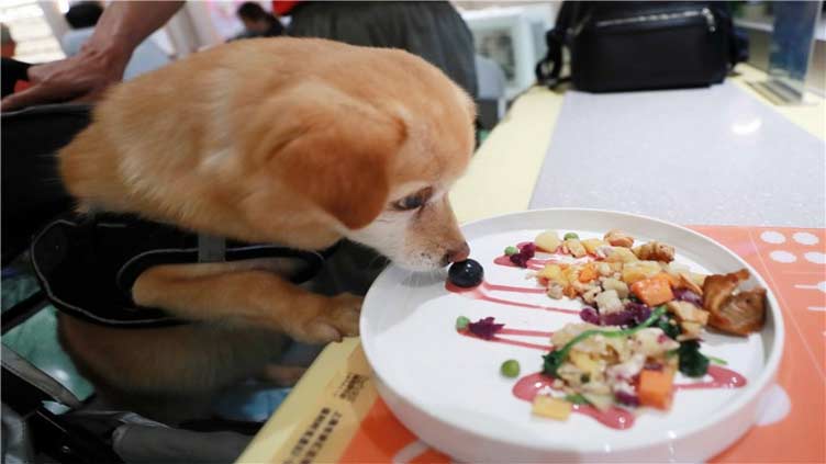 Shanghai restaurant caters to pampered pets with gourmet dog's dinners