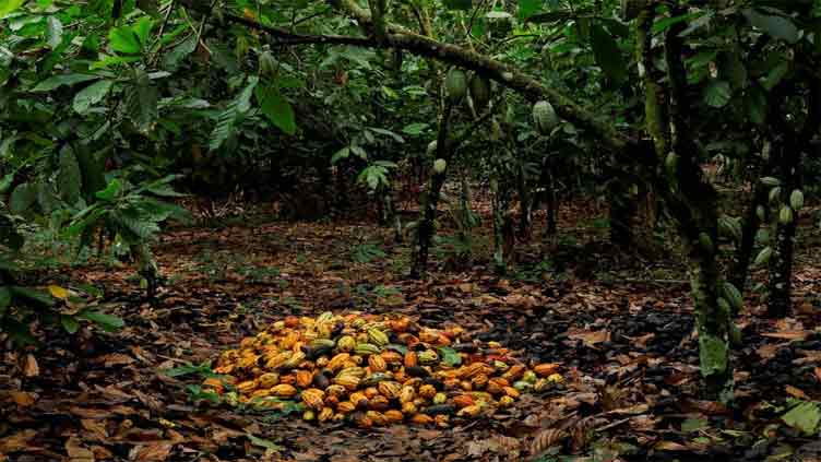 El Nino making chocolate even more expensive as cocoa prices hit highest in 12 years