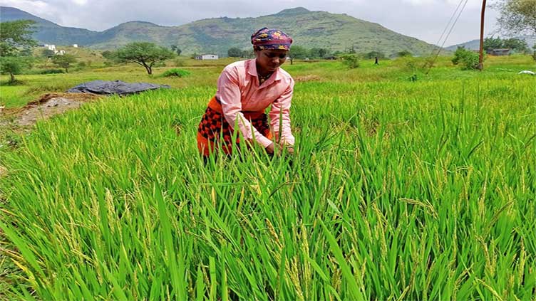 Top rice exporter India bans most shipments as late monsoon hits crop 