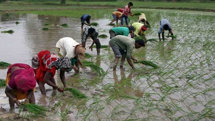 Rice prices set to climb further after India export ban, trade at standstill