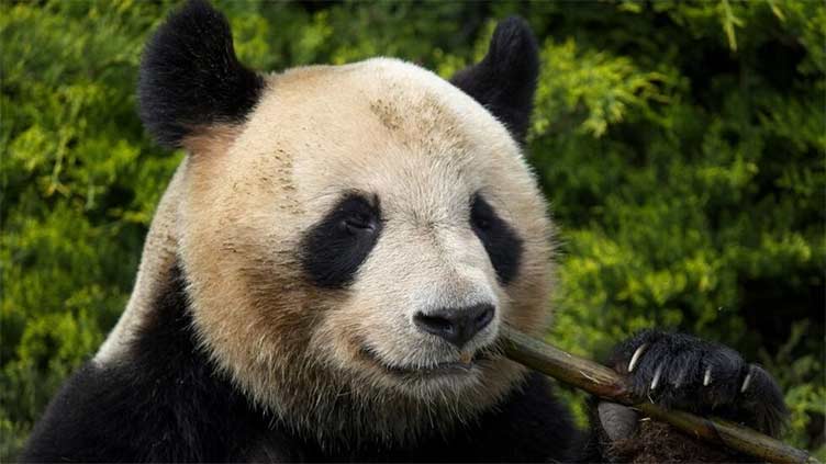 Pandas: China's secret soft-power weapon amid growing tensions with the West