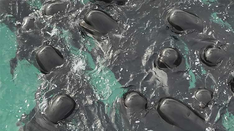 51 pilot whales dead after beaching in Western Australia - WeirdNews