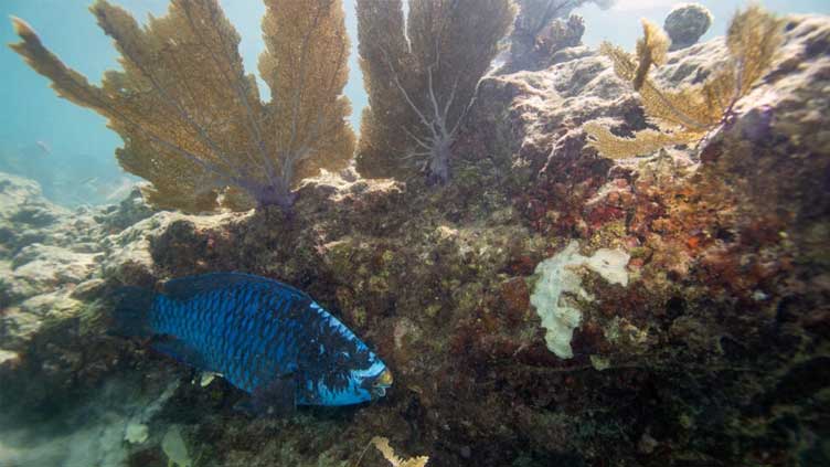 Florida ocean temperature topped 100F, setting potential record