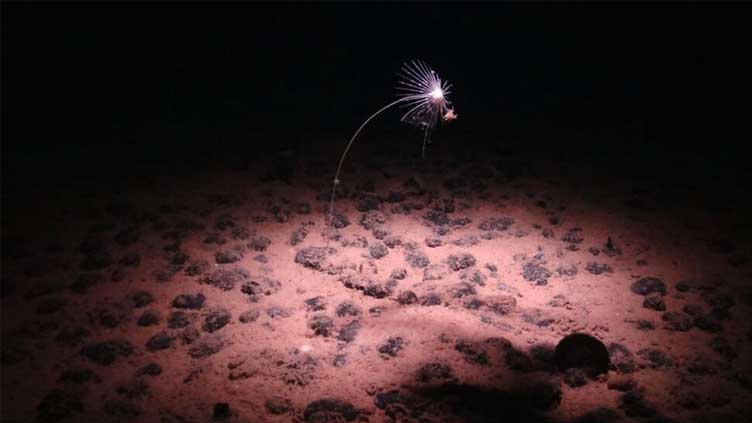 Mineral-rich nodules and the battle over mining the deep sea