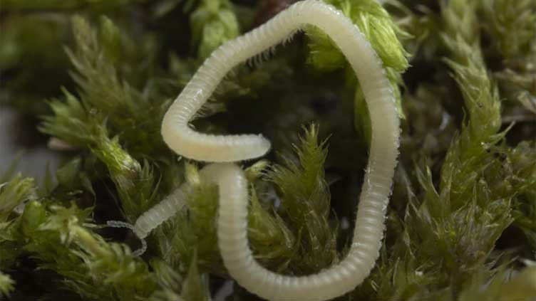 A new millipede species is crawling under LA. It's blind, glassy and has 486 legs