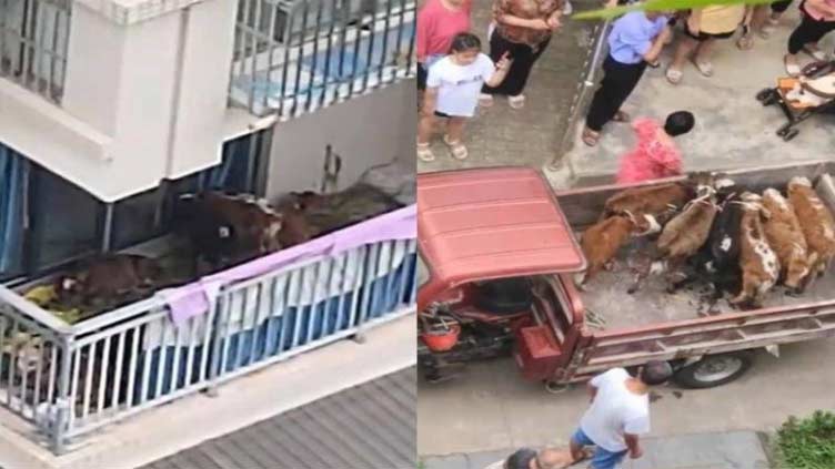 Farmer moves to the big city, tries to raise cattle on apartment balcony