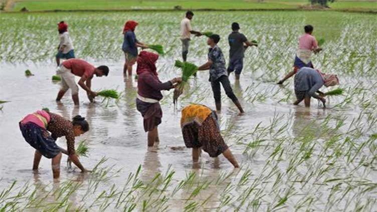 India's rice planting gathers pace as monsoon rains revive