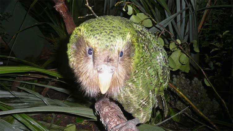 Extinct birds on the ballot for New Zealand's avian beauty contest