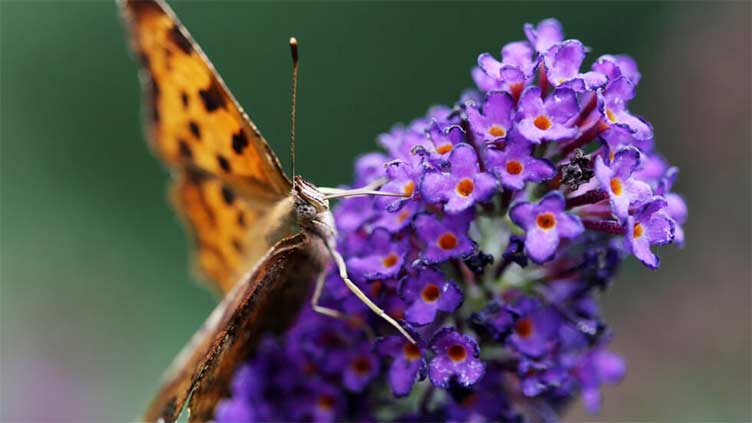 Wildlife lovers urged to join UK's annual butterfly count