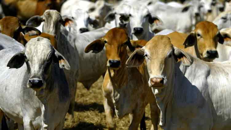 Indonesia pauses some Australian cattle imports after cows found with LSD