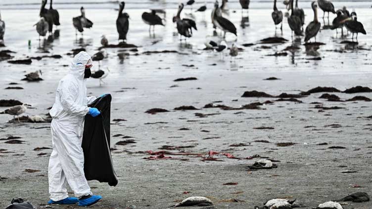 Chile says recent mass seabird death not due to avian flu