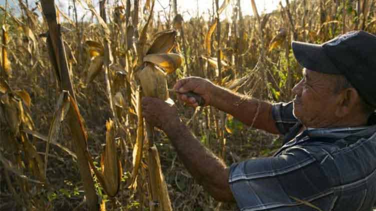 Mexico to resist US over genetically-modified corn for protecting native varieties