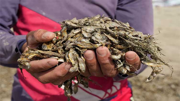 Drought drives economic exodus from Iraq's rivers and marshlands