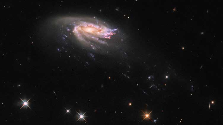 Hubble observes a cosmic sea creature