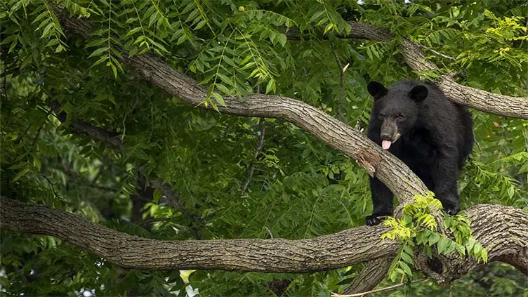 Young black bear wanders Washington D.C. neighborhood, sparking a frenzy before being captured