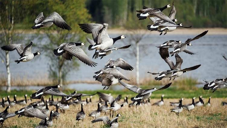 Climate warming pits geese against farmers in Finland