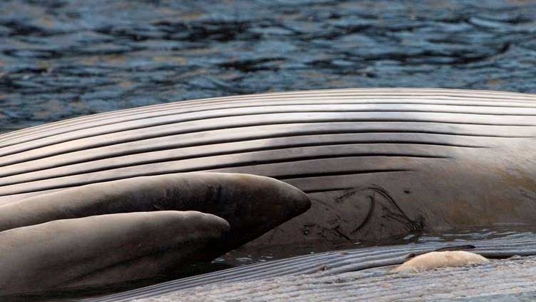 Iceland suspends fin whale hunting over animal rights concerns