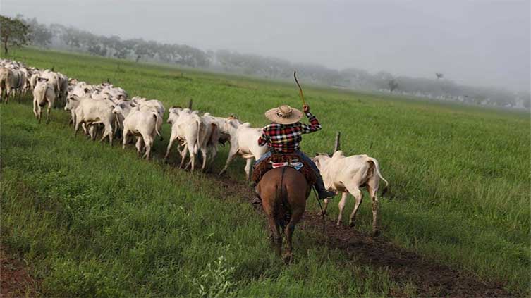 Brazil cattle die as cold temperatures batters large beef state