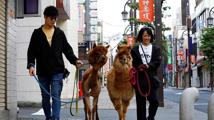 Tokyo residents find comfort in street-strolling alpacas