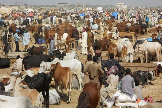 مویشی منڈیوں میں جانوروں کی قیمتیں آسمان سے باتیں کرنے لگیں، خریدار پریشان