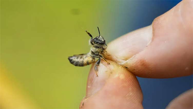 Nearly half of US honeybee colonies died last year