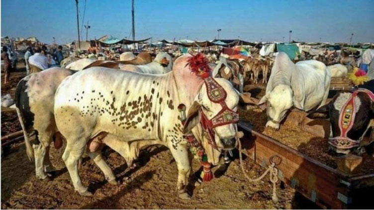 Prices of sacrificial animals shoot up ahead of Eid 