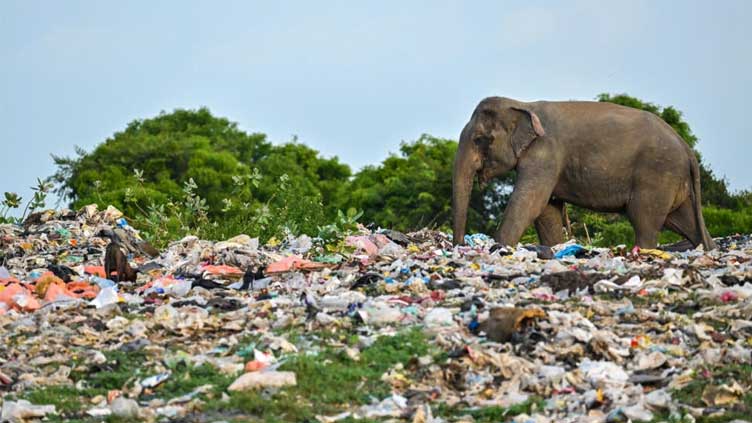 20 elephants die in Sri Lanka after eating plastic