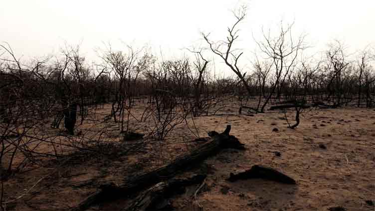 Farm boom, fires make Bolivia No 3 in world for forest loss