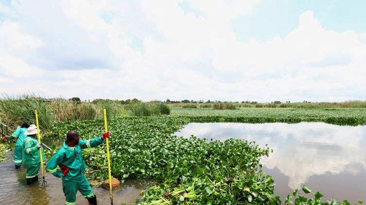 South African scientists use bugs in war against water hyacinth weed