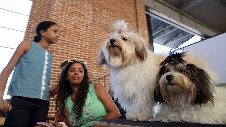 Cuban pet lovers struggle to care for island's silky-haired native lapdog