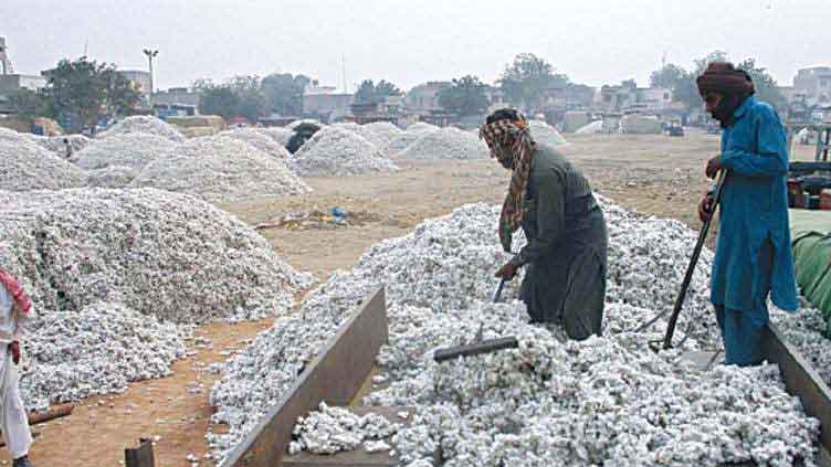 Cotton arrival in Pakistan declines 34.5pc YoY