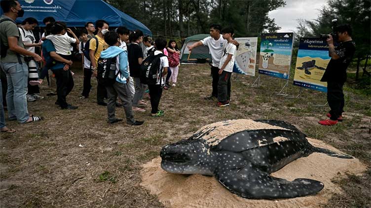 Hatching leatherback turtles get helping hand on Thai beach