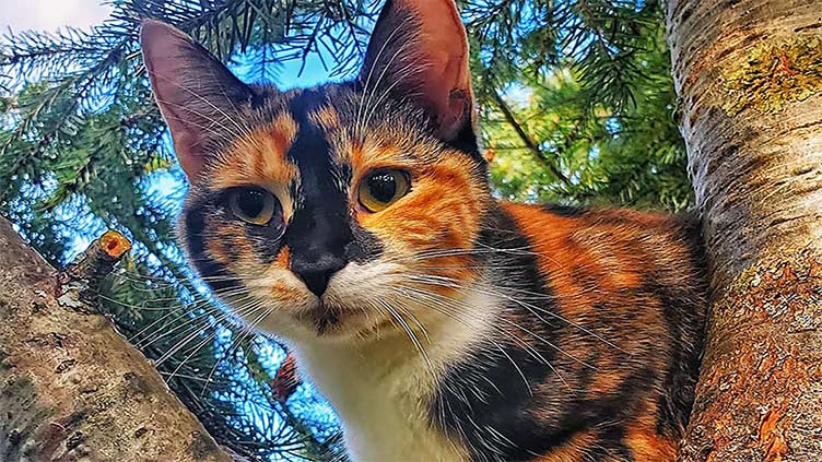 Pet cat rescued after staying up tall tree overnight