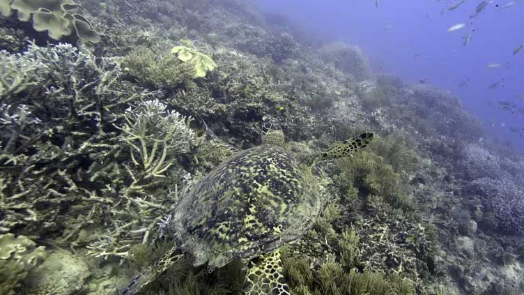  Nations reach accord to protect marine life on high seas