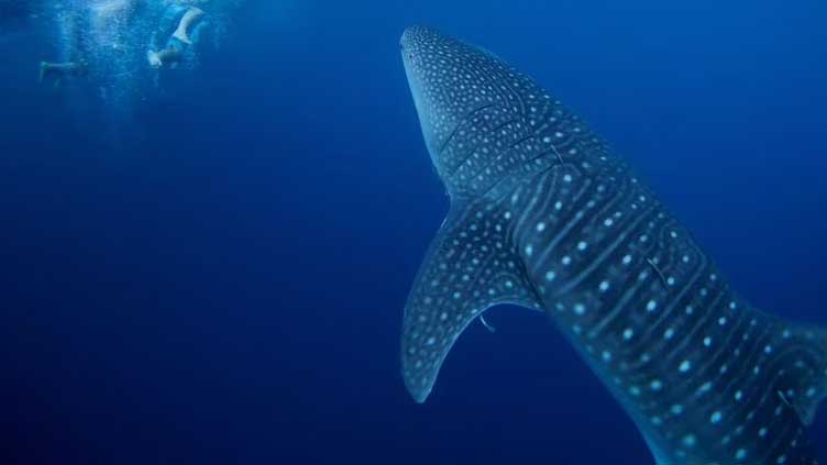  Nations secure UN global high seas biodiversity pact