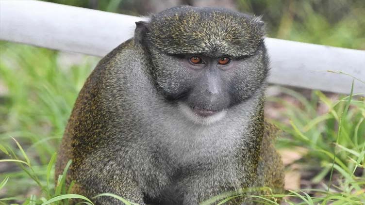 Swamp monkeys briefly escape enclosure at St. Louis Zoo