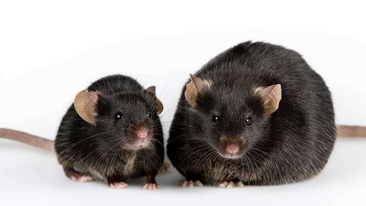 This protein may target major cause of obesity, mouse study finds