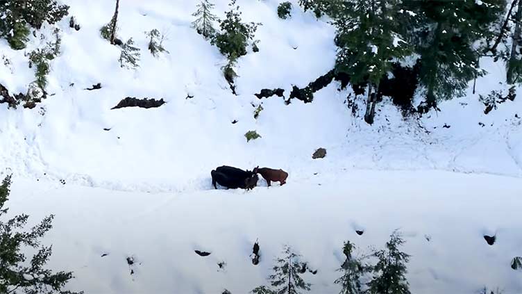 Hay airdropped to cows stranded in California snow