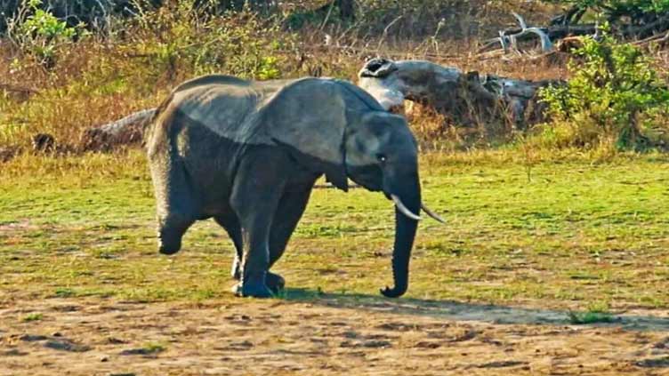 Vutomi the 3-legged elephant adapts, survives amid caring herd