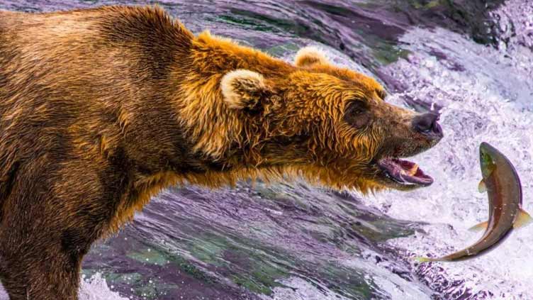 Bear goes salmon fishing in Alaska