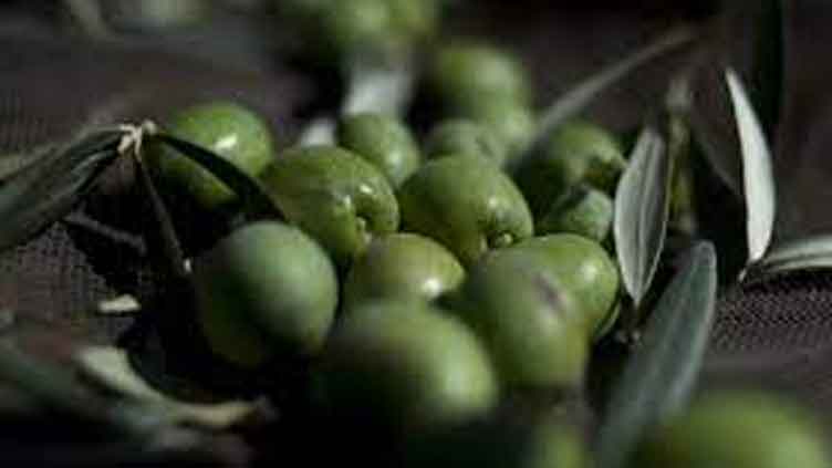 Spain police arrest 16 in olive heist