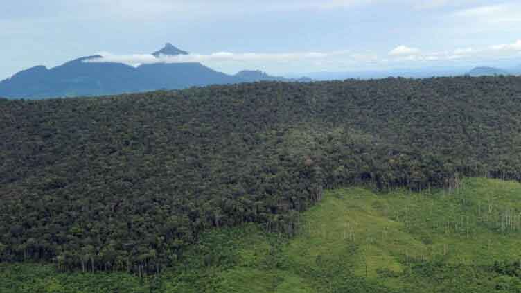 Mountain forests disappearing at alarming rate: study