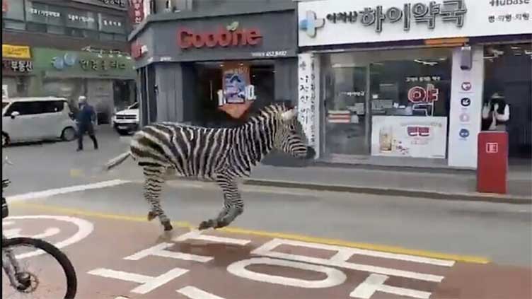 Escape-artist zebra back at zoo after Seoul adventure