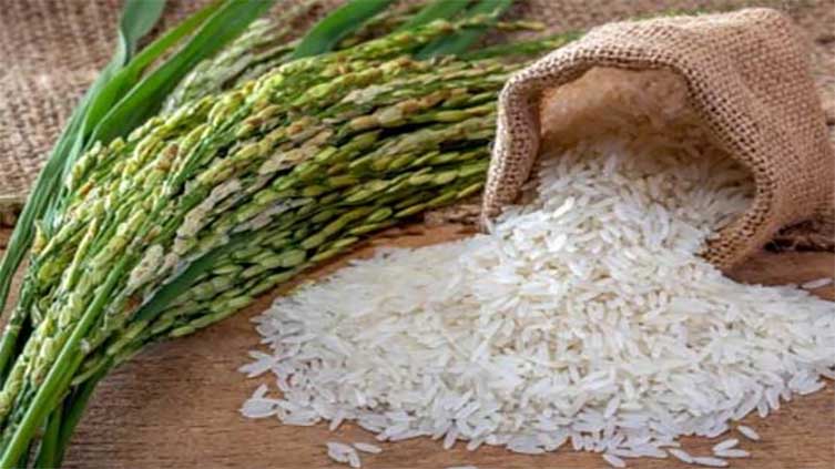 Rice exports decline by 20.59% in the current fiscal year 