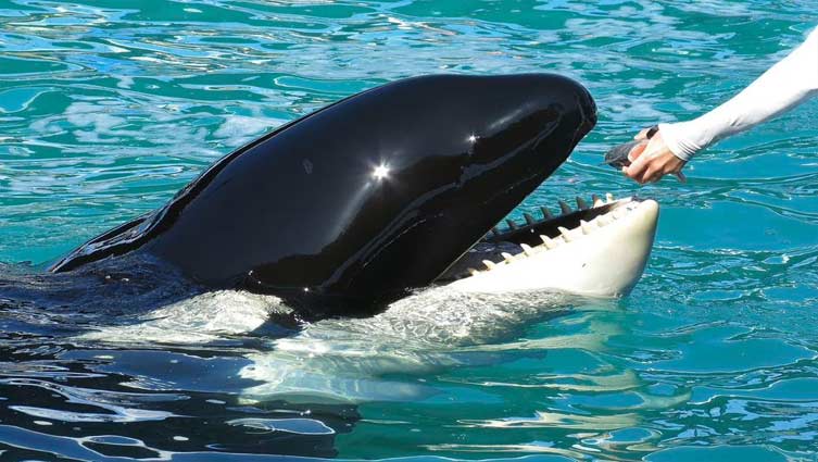 Florida aquarium to release orca after more than 50 years in captivity