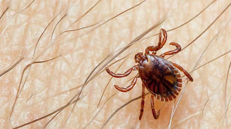 One case of Crimean-Congo fever detected in Senegal