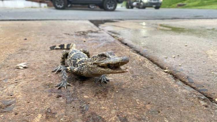 Small alligator found at Pennsylvania wastewater treatment plant